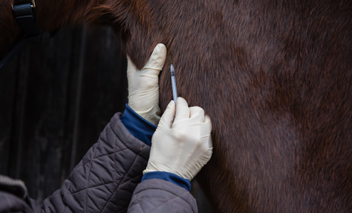 Le vaccin pour cheval à Mauguio
